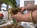 MAKING NEW SPIKE ON PHAL-1: Repotting from Moss to Leca.