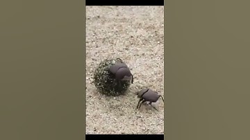 Beetle Life - Dung Beetle Fight !