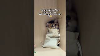 Hiding little cat 🙈