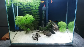 Que tipo de planta posso colocar no meu aquário?