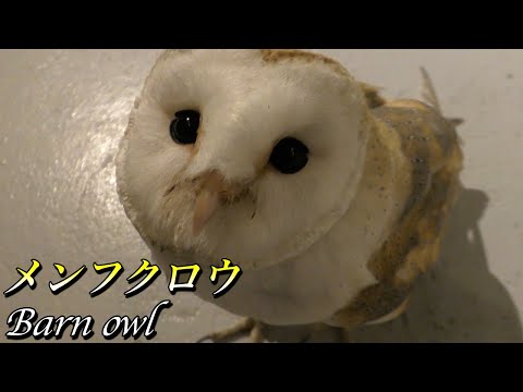 【フクロウ】メンフクロウの生態（Barn owl)