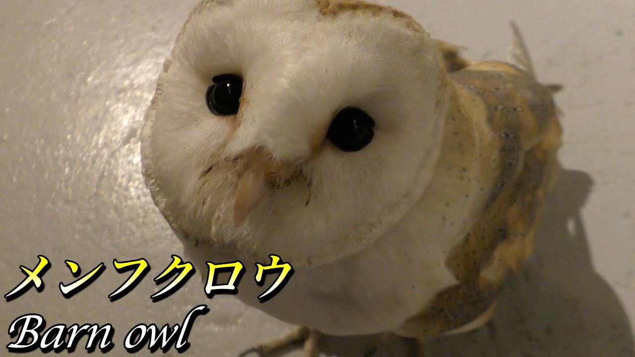 フクロウ メンフクロウの生態 Barn Owl Youtube