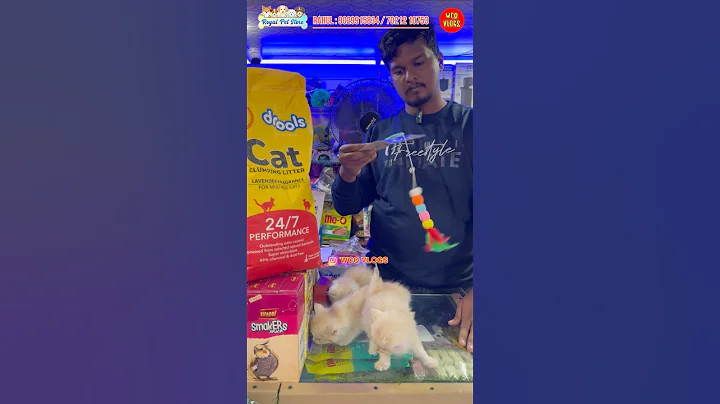 Watch the video about Ganesh Chaturthi healthy,cat kitten, offer available in royal pet store panvel #exotic #birds #cats