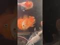 Super Red parrot fish| Rare Monster Fish at WOW AQUATIC Asansol 🐠#aquarium #arapaima#asansol #viral