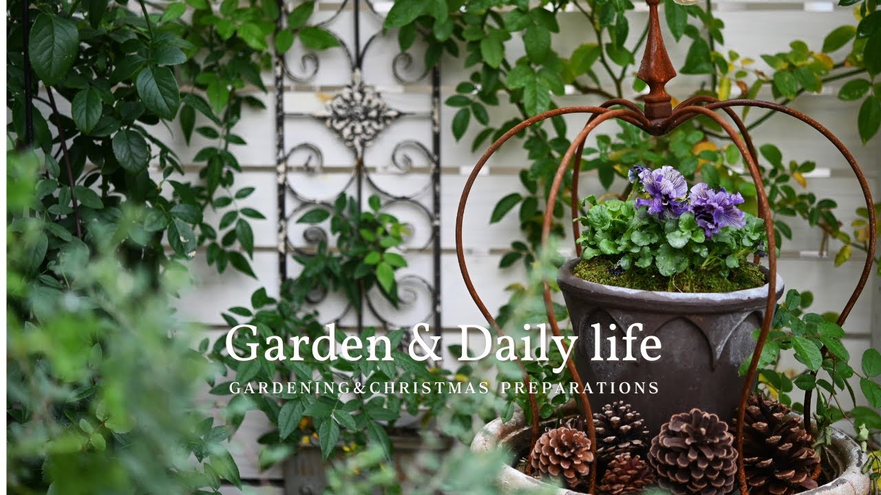 【Садоводство и повседневная жизнь Vlog】Композиция с фиолетами / Зимний сад / Подготовка к Рождеству