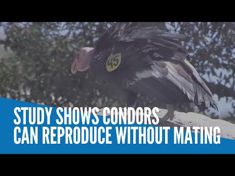 Study shows condors can reproduce without mating