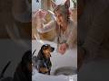 bathing the dog #disney #shorts