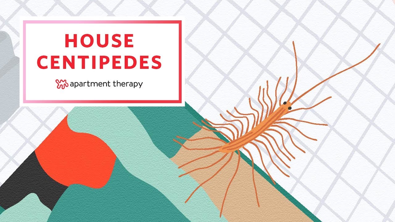 household bugs in arizona House Centipedes and How To Give Them the Boot