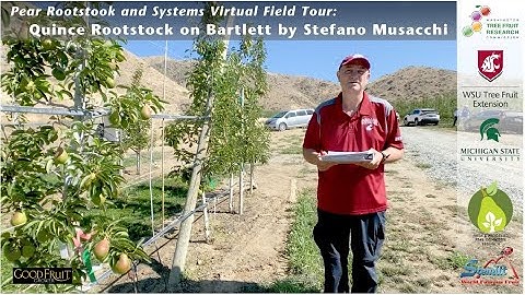 Quince Rootstock on Bartlett Pear Trial Virtual Tour