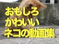 おもしろかわいいネコの動画集〜心がなごむ150秒