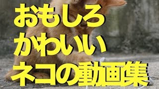 おもしろかわいいネコの動画集〜心がなごむ150秒