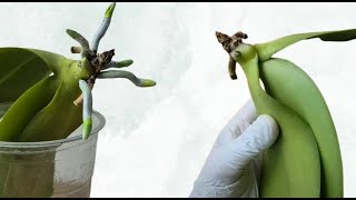 видео: Новые корни орхидей растут как сумасшедшие. картинка: Новые корни орхидей растут как сумасшедшие.