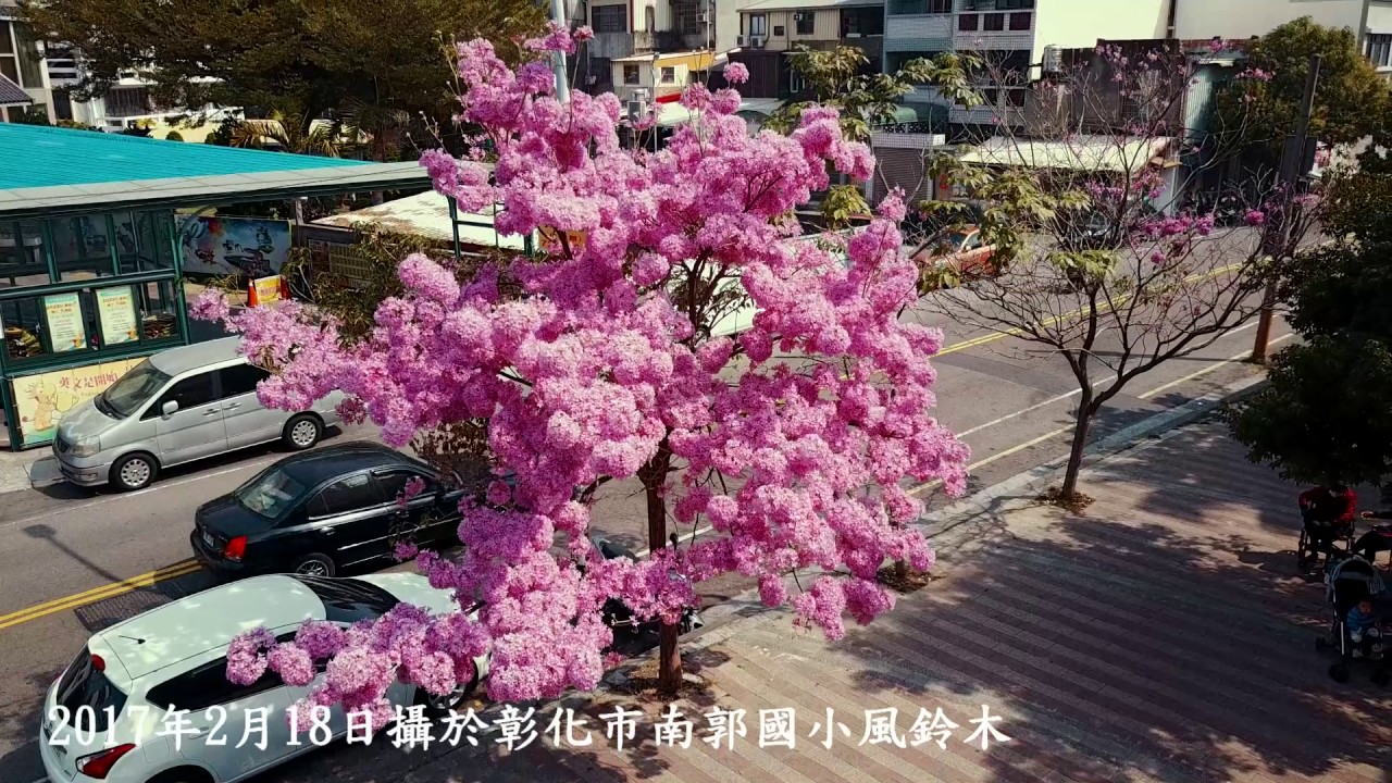 2017 2 18 空拍於彰化市南郭國小風鈴木 彰化 台灣 Youtube