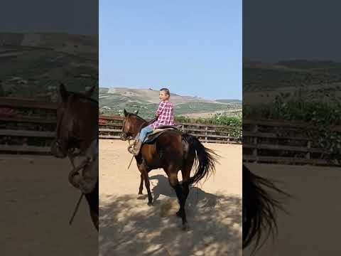 Видео: Останяват ли конете?