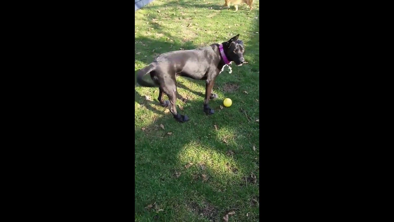 Buddy Last Chance Animal Rescue foster December 10, 2015 Video 1 of 3 The Warm Up