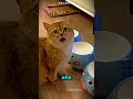 Cat Refused To Let Owner Go On A Trip 😂🐱