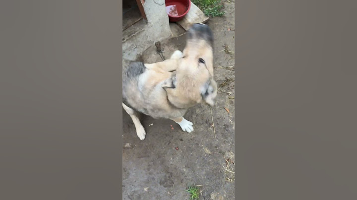 Sokak köpeğine benziyor ama değil 😶