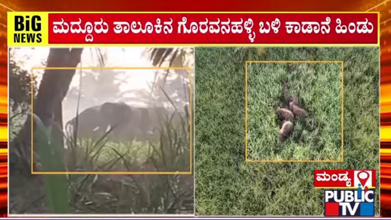 Herd Of Elephants Found At Goravanahalli Village In Mandya