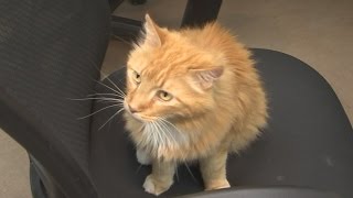Maine Coon rescued from tree; now 'Treetop Tyler' needs new home