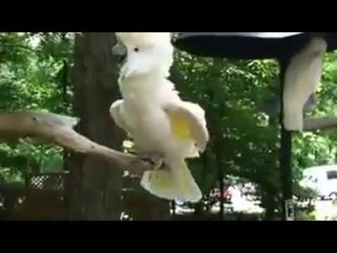 Video: Cum Să Păstrezi Un Cacatua Papagal