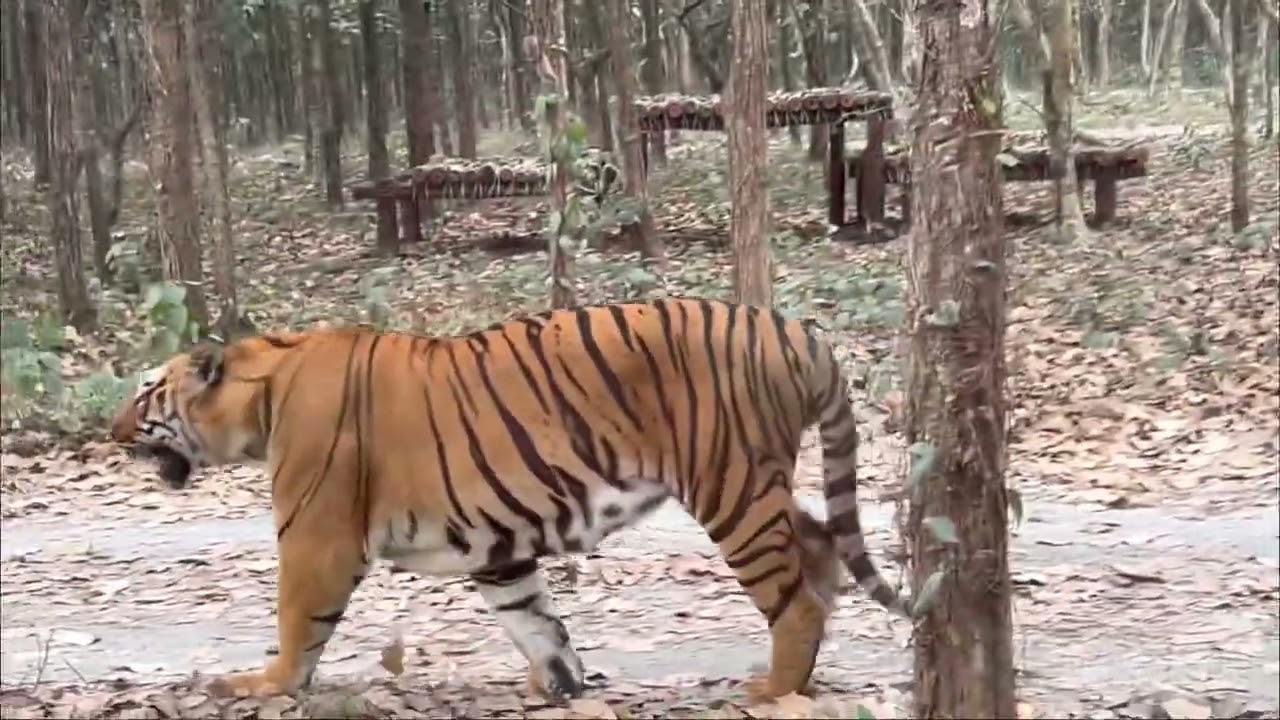 BANGAL SAFARI || REAL BENGAL TIGER 🐅 || SILIGURI YATRA || WEST BENGAL (LIKE SHARE 1m views )