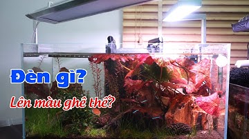 Đèn TCFM, đèn thủy sinh bể mini, nano giá rẻ ấn tượng - Thủy Sinh 4U