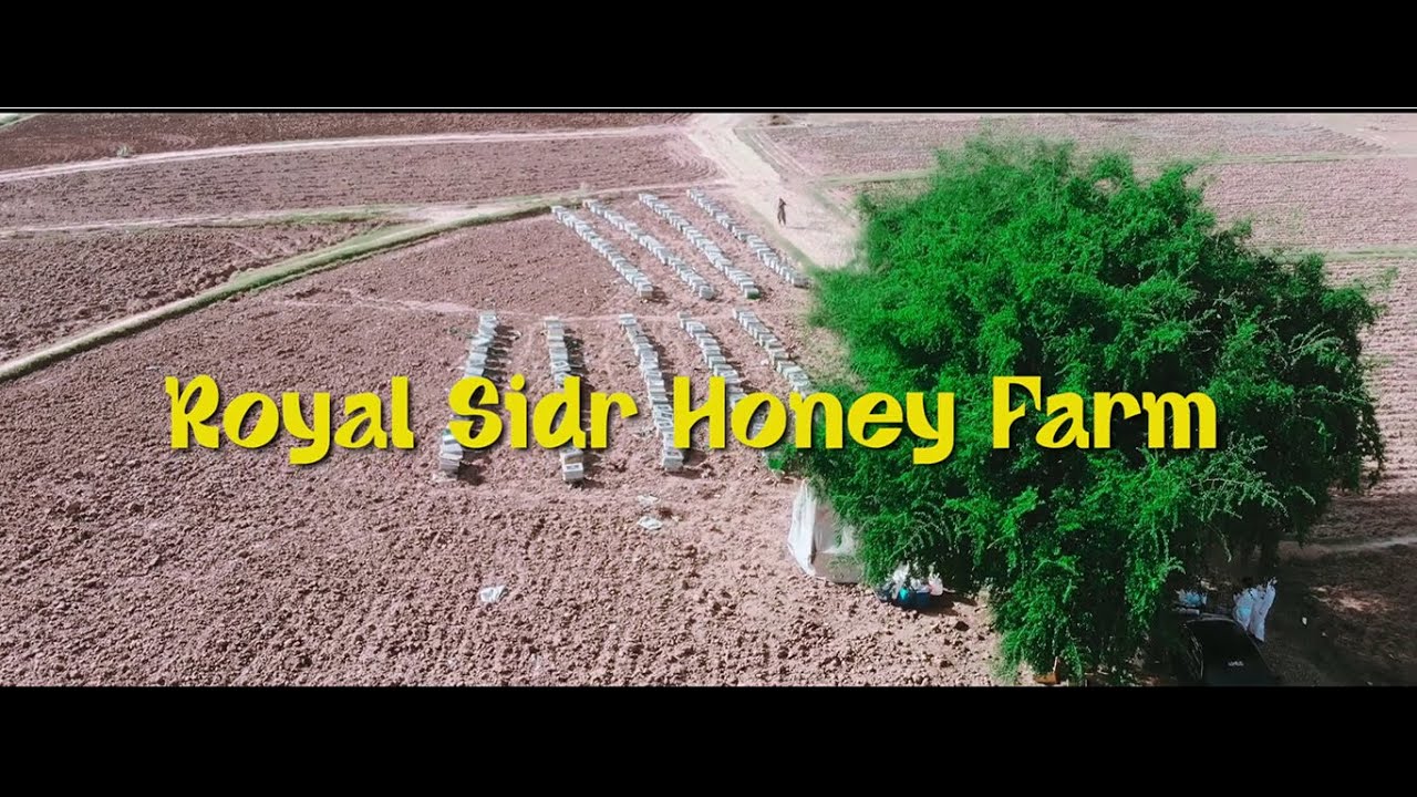 SIDR/BERI ROYAL HONEY
