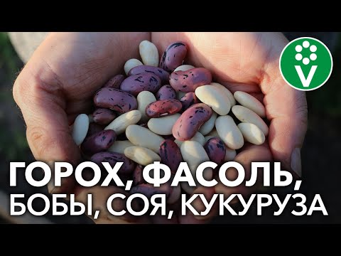 Секреты выращивания бобовых растений. Запись семинара