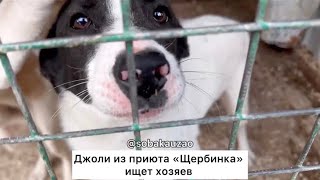Новенькая Джоли Из Приюта Щербинка Ищет Хозяев Проект Поищи Животным Собака Юзао