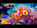 Aquarium 4K VIDEO (ULTRA HD) 🐠 Beautiful Coral Reef Fish - Relaxing Sleep Meditation Music