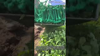 How to Optimize Your Greens Harvest Workflow #worker #process #harvest #farming #tips