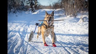 Senior Paralyzed German Shepherd Dog Celebrates her 14th Birthday - Degenerative Myelopathy