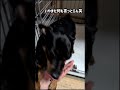 おやつ流れま〜す#ミニピン #犬と猫のいる暮らし #おやつ