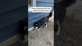 watch my husky discover he can dig #huskies #husky #dogs #dogvideo