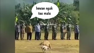 anjing kawin di lapangan saat upacara17 agustus 2021 bikin ngakak semua orang