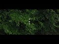 早苗月 4k cinematic video