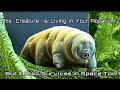 They Survive In Your Aquarium & SPACE! Tardigrades! + Plant Cells, Algae & Plankton Under Microscope