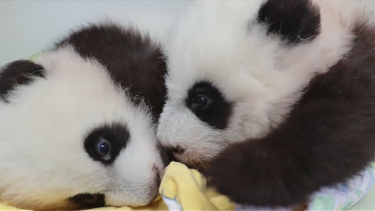 Adorable twin baby pandas named 'elegant' and 'happy' YouTube