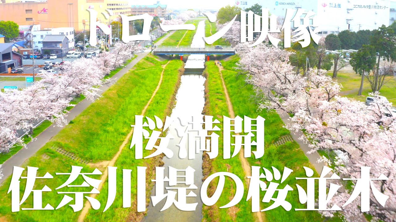 佐奈川堤の桜並木 4k ドローン映像 A Row Of Cherry Blossom Trees On The Sanagawa Bank Drone Video Youtube