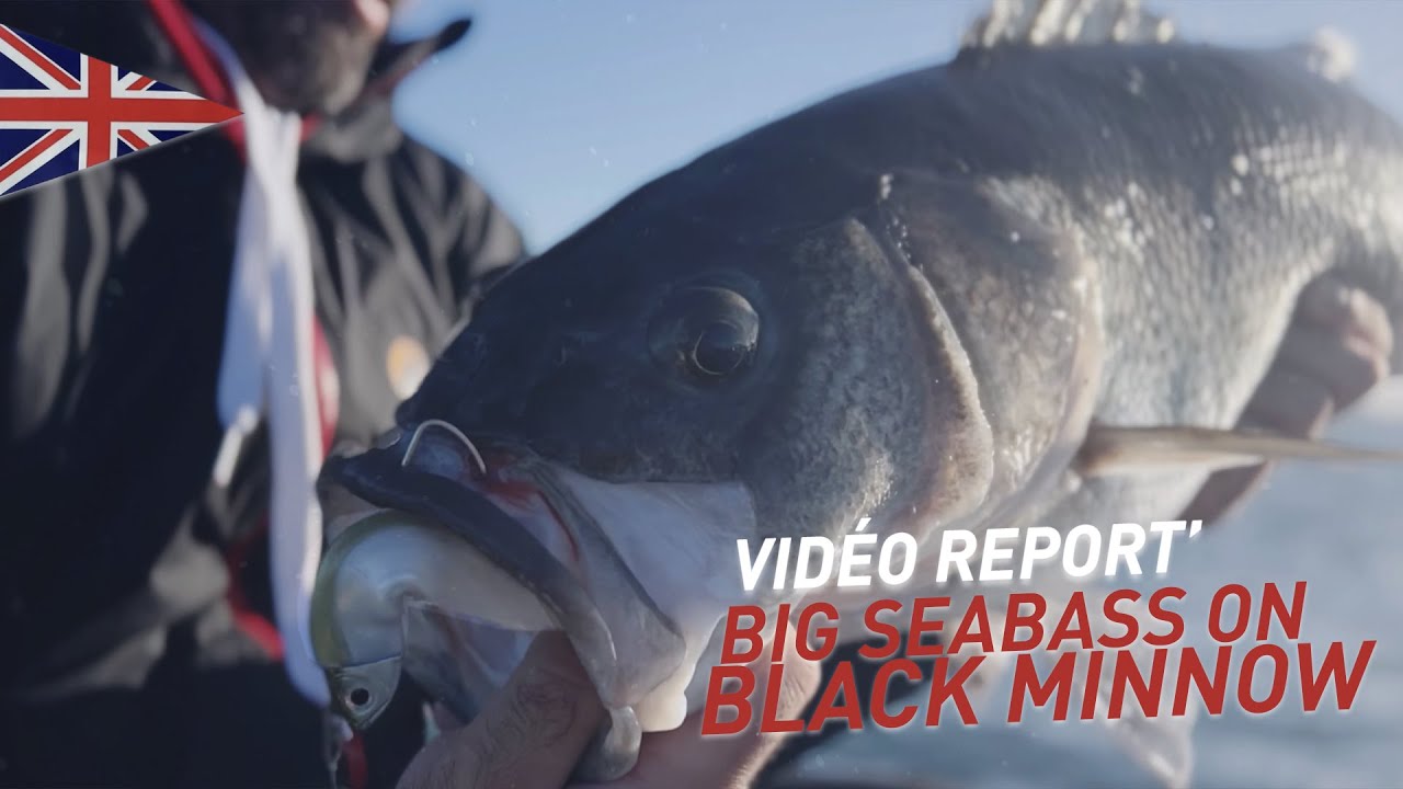 Big seabass on Black Minnow - Vidéo Report'- Fiiish 