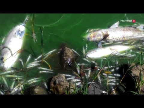 ვიდეო: შესაძლებელია თუ არა თევზაობა მაისში