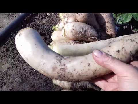 Как хранить дайкон на зиму в домашних условиях