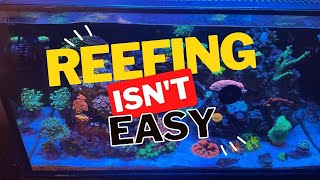 SUCCESSFUL REEF TANK IN 2024: 7 Tips To Make It Happen