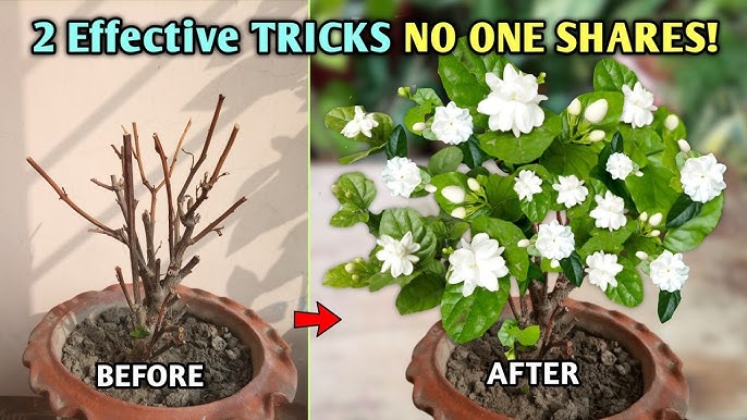 How to Grow Jasmine Flowers - Dengarden