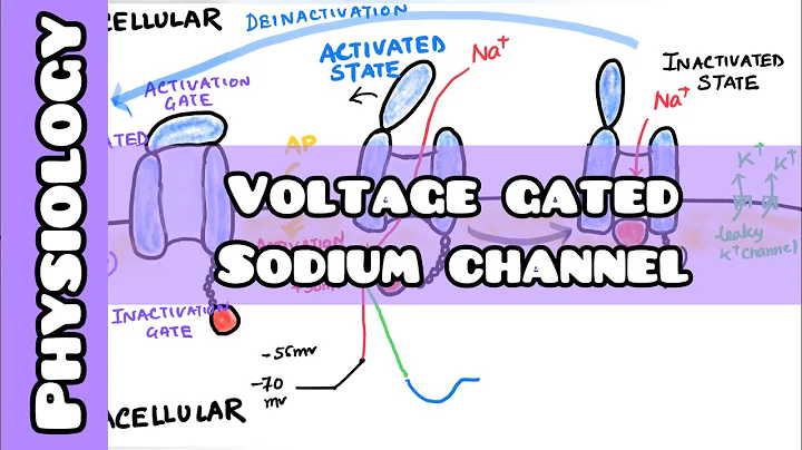 Voltage Gated Sodium Channel : Easy explanation for USMLE, NEET PG, INICET, NCLEX