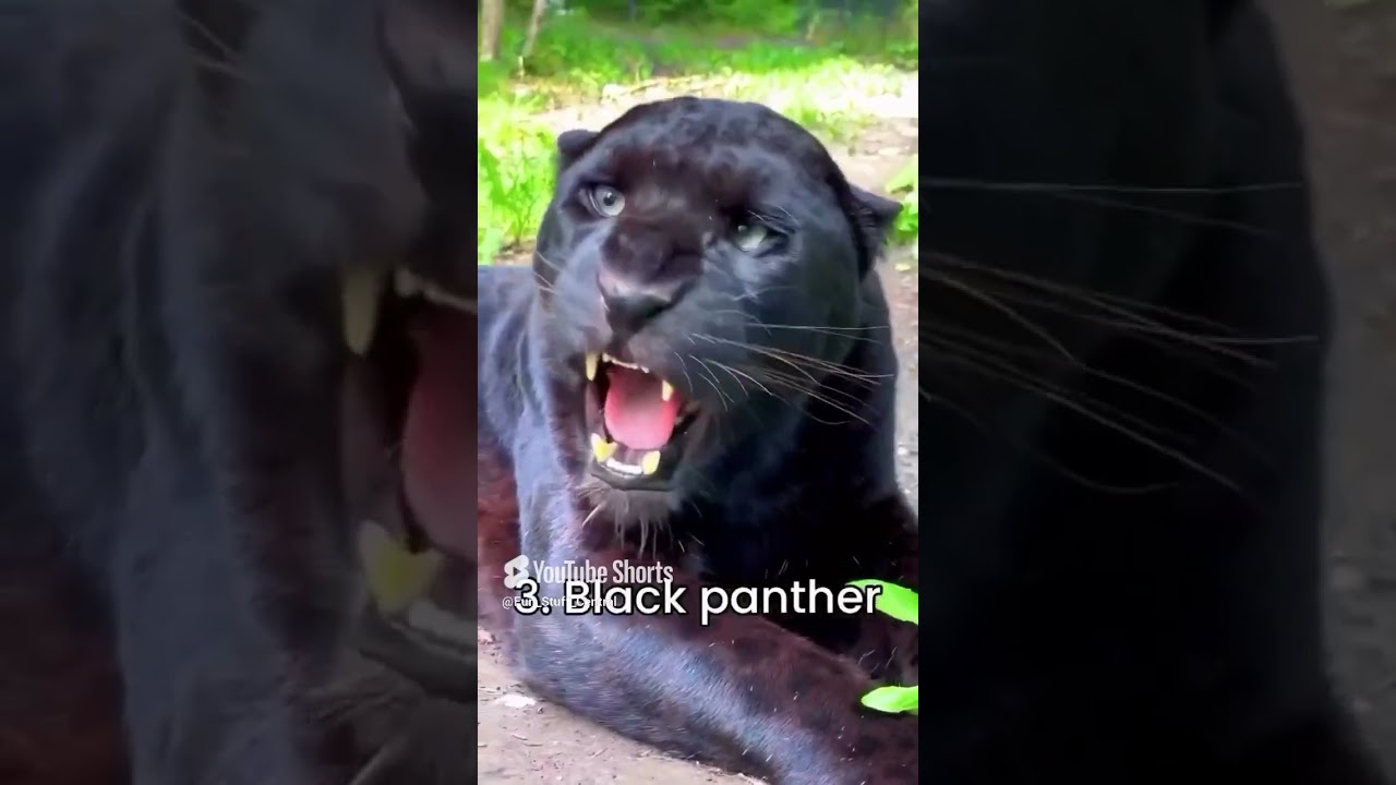 Who has the most powerful roar? Watch till the end!