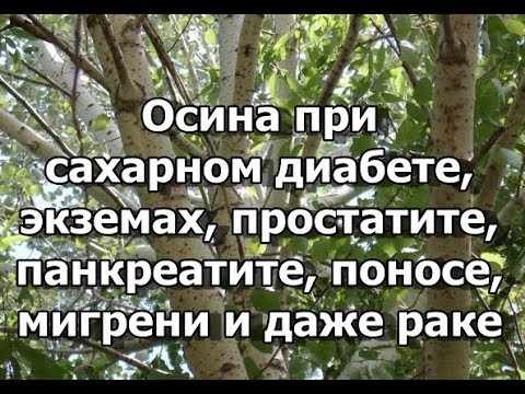 Осина при сахарном диабете, экземах, простатите, панкреатите, поносе, мигрени и даже раке