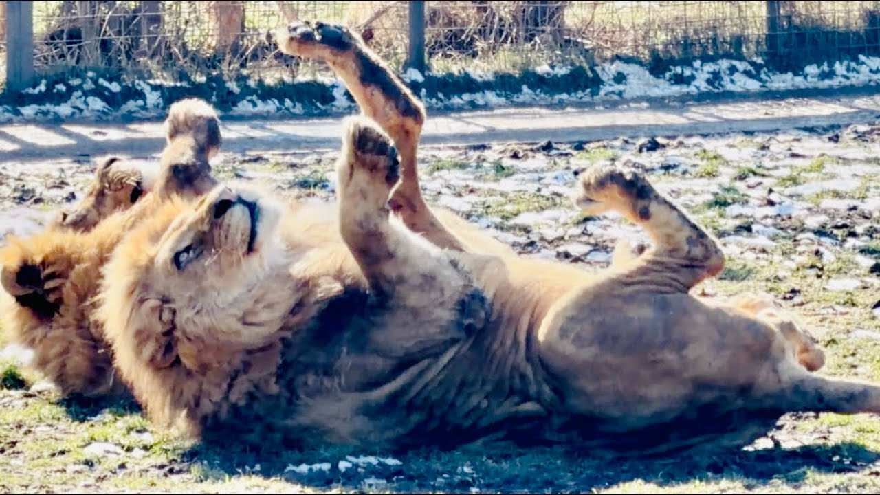 Засветило солнышко и все львы вышли на прогулку ПОГРЕТЬ ЖИВОТИКИ😁