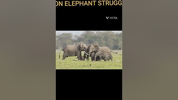 LION ELEPHANT STRUGGLE @ DRSKSINGH CHANNEL JAI SHREERAM