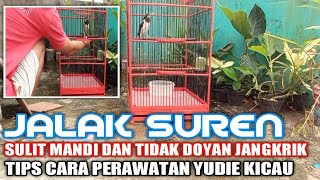 JALAK SUREN Susah Makan Jangkrik dan Mandi || ini solusinya || tips Perawatan Jalak suren screenshot 5